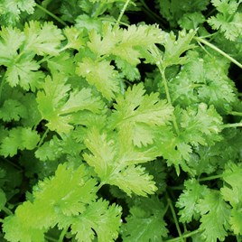 Fresh Bunch Coriander 100g