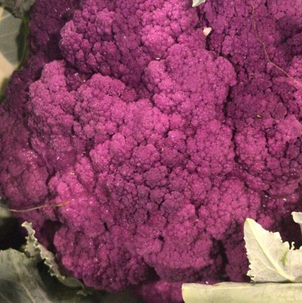 Cape Cauliflower