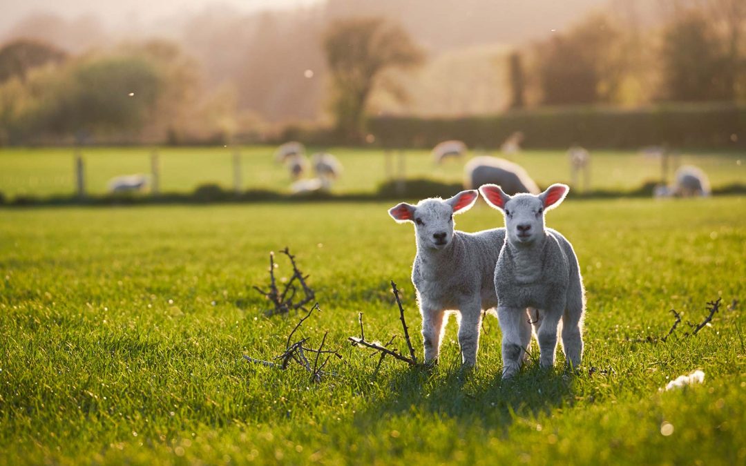 Easter Sunday | 2 Course Sunday Lunch